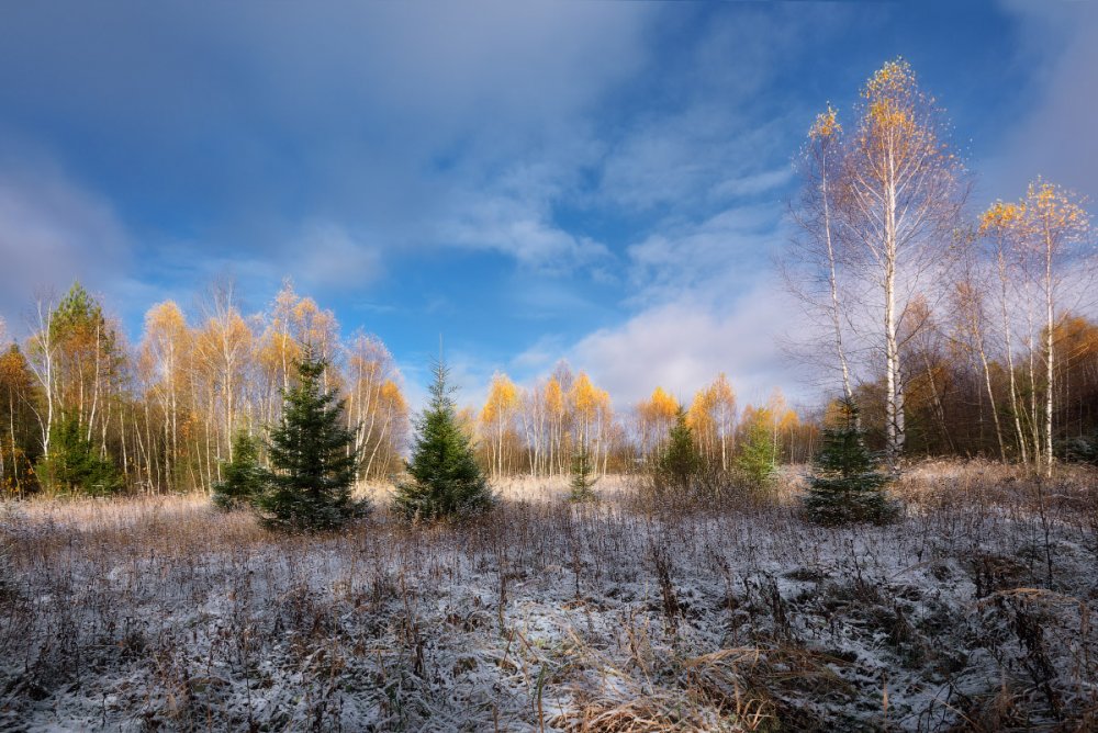 Пейзаж первый снег