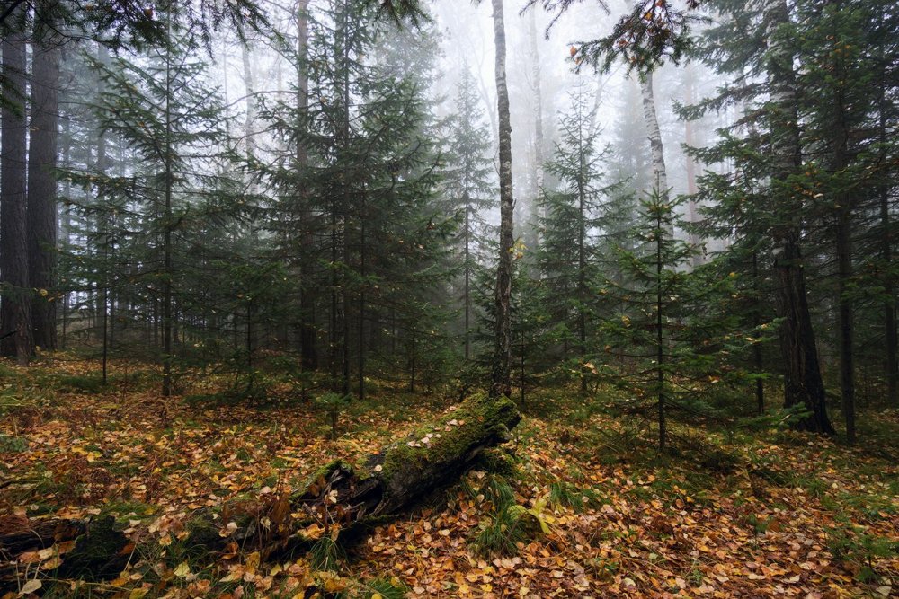 Осенний хвойный лес