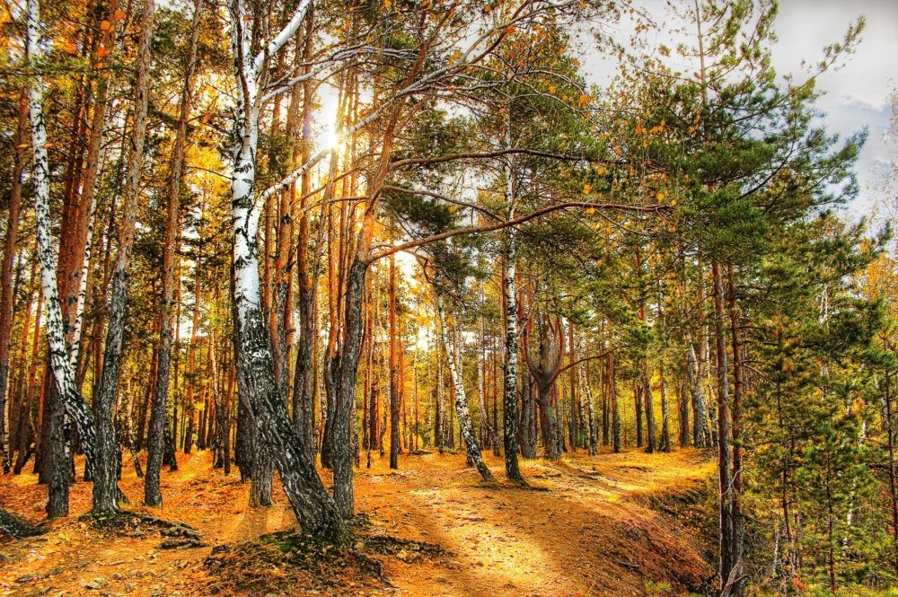 Сосновый лес Чебаркуль