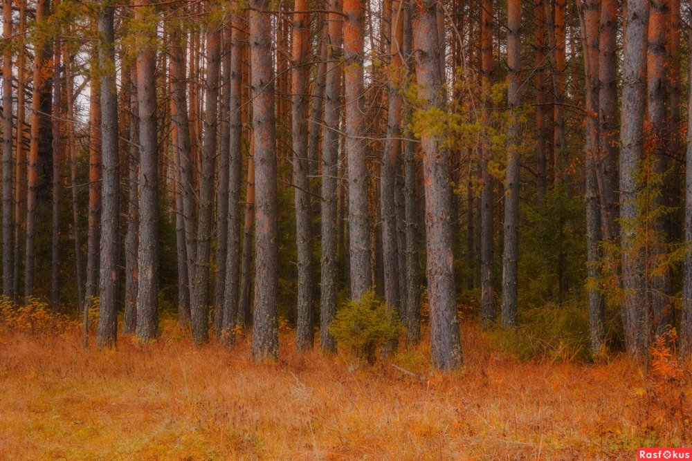 Осень в Сосновом лесу