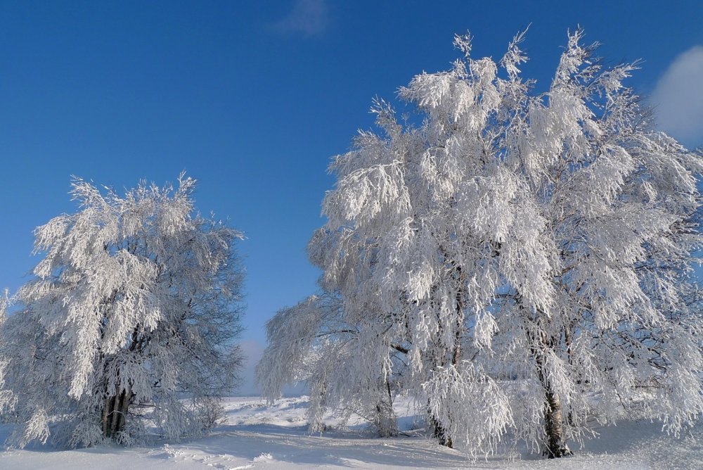 Красивые снежные деревья