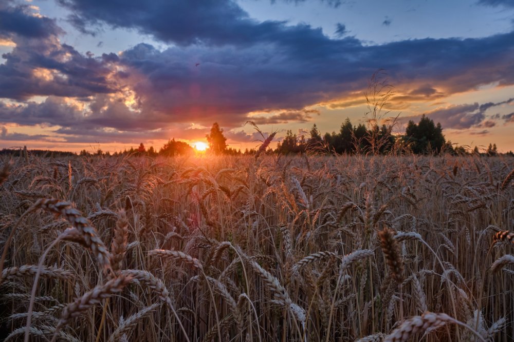 Пшеничное поле фото