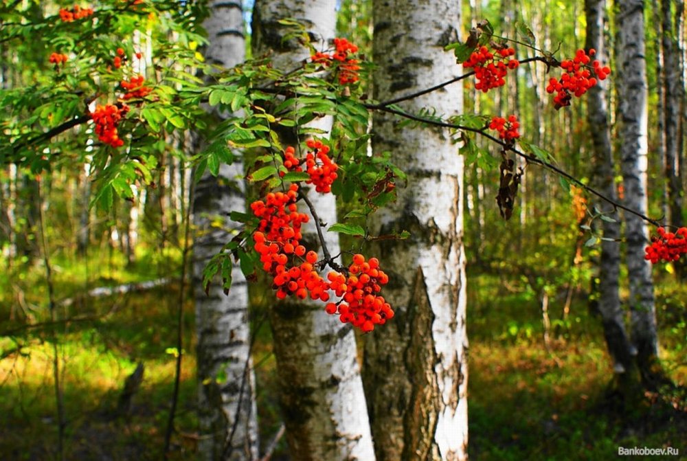 Рябина Амурская