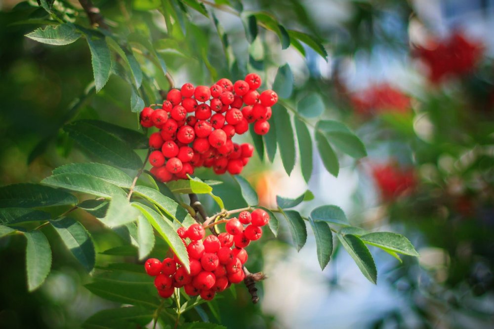 Sorbus aucuparia Morawica