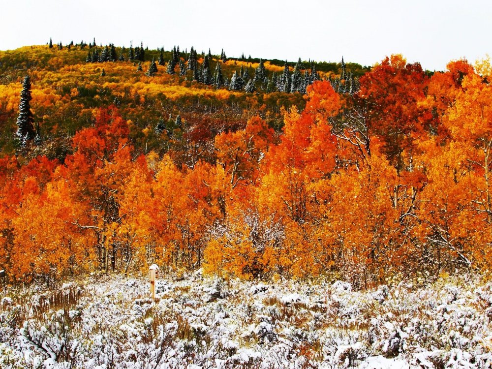 Осень снег