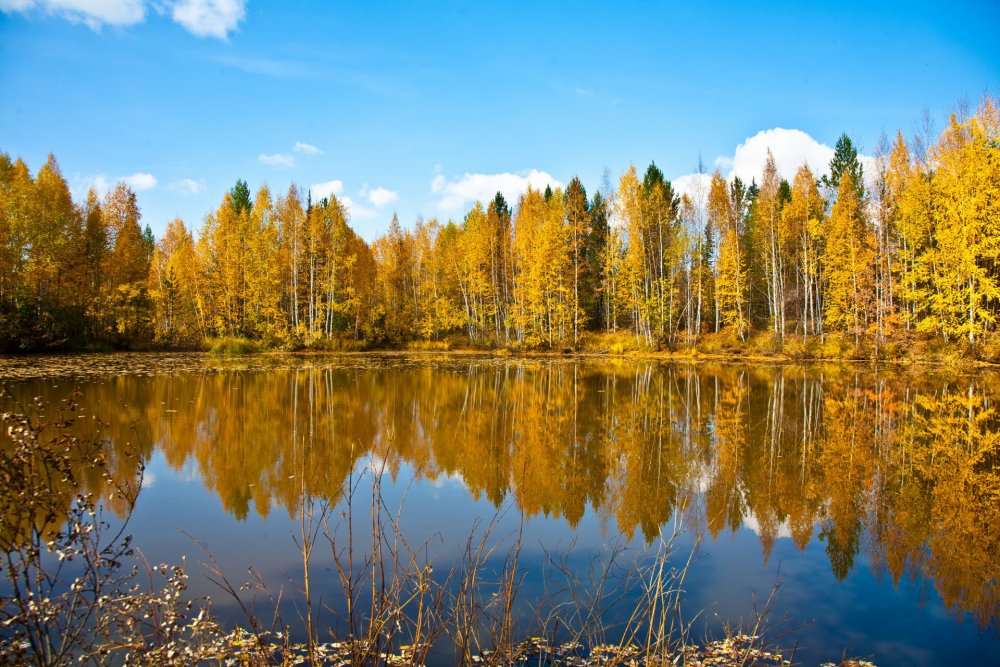 Природа лес озеро осень