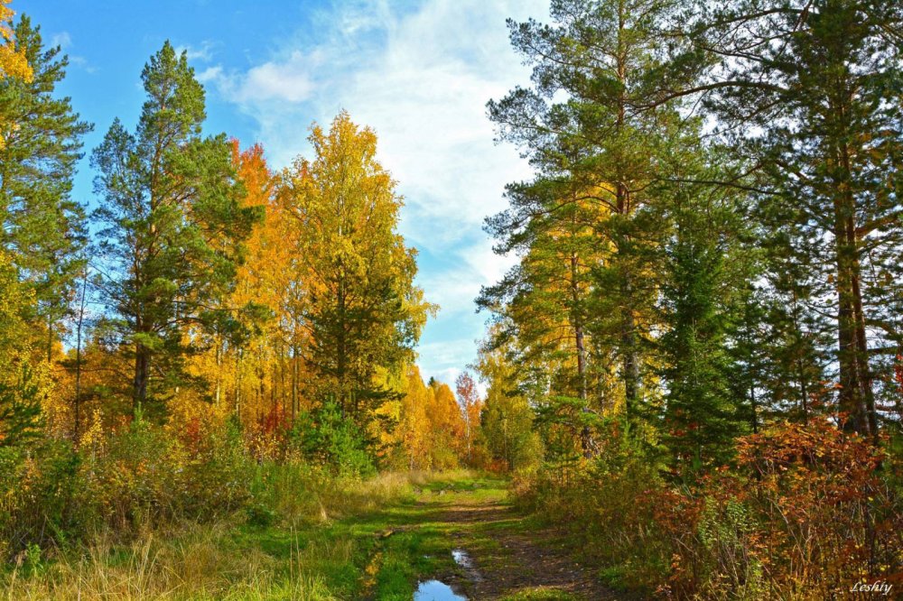 Лес Южного Урала