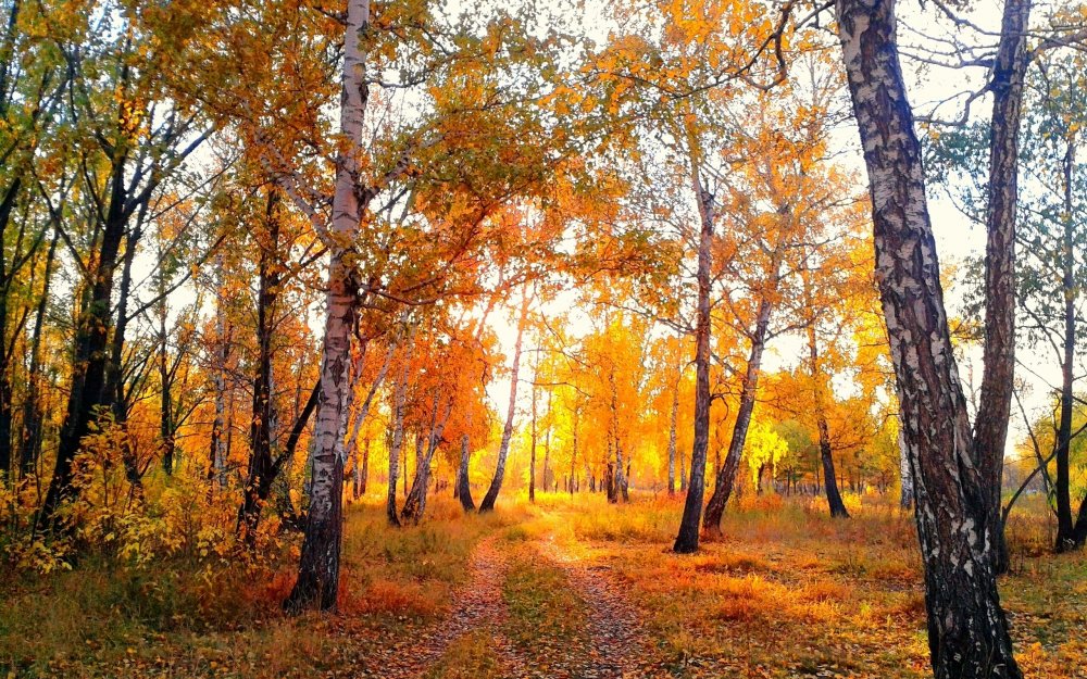 Осенняя Поляна в лесу