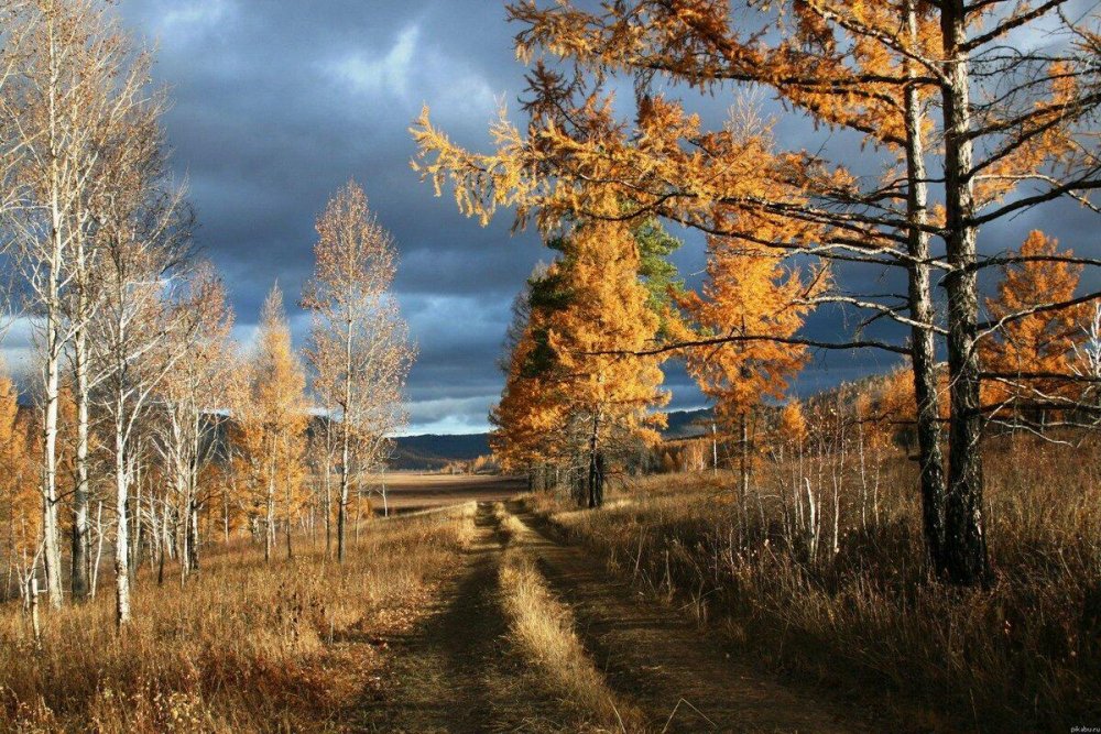 Тайга осенью Забайкалье