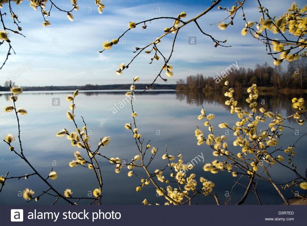 Верба у речки