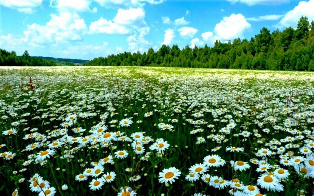 Ромашковое поле Каменск Уральский