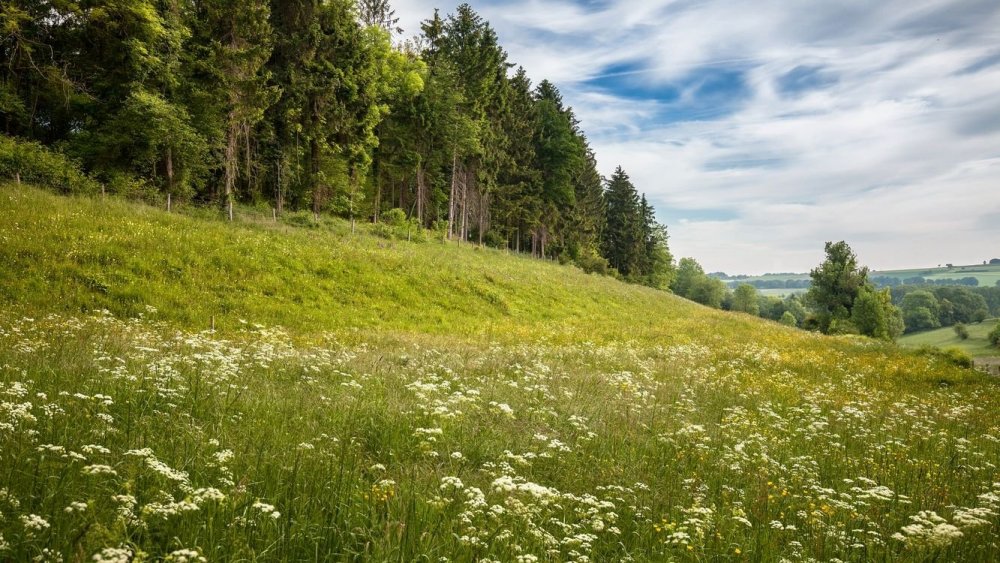 Луга Костромской области