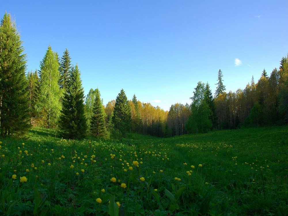 Лесная Поляна Пермский край