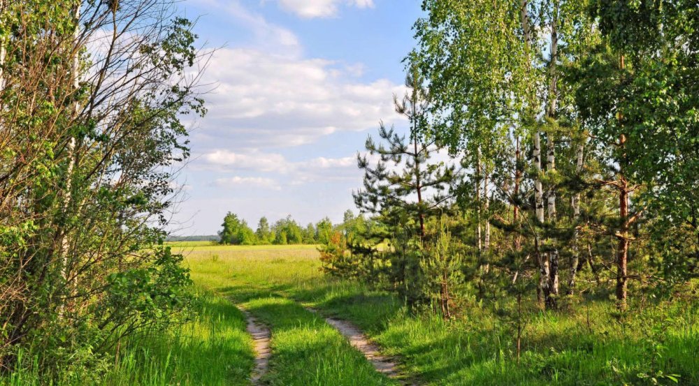 Опушка леса деревня Дубки