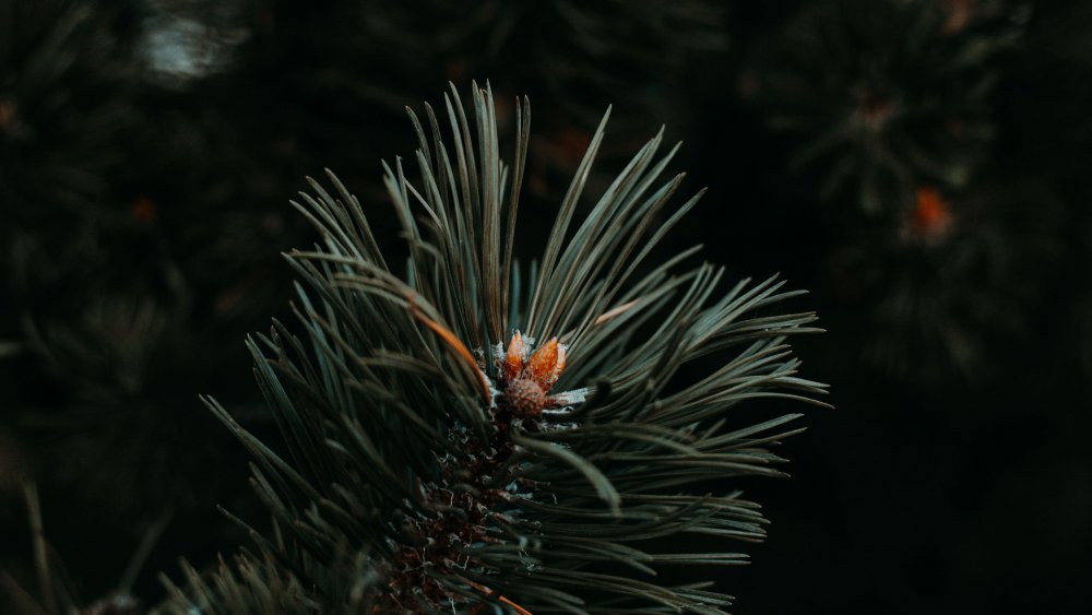 Дерево штата Миннесота - сосна красная (Pinus resinosa)