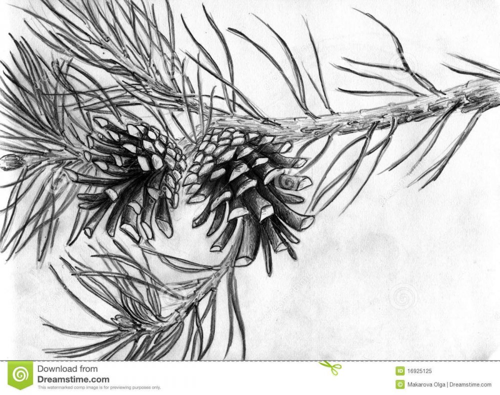 Зарисовка ветки сосны