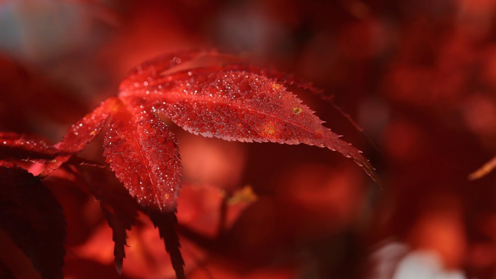 Осень красные листья