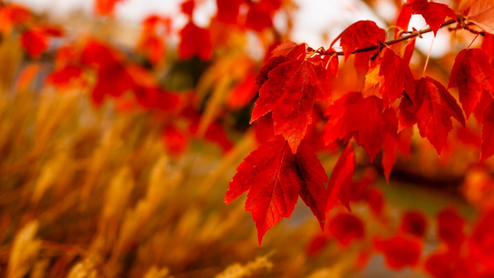 Осень природа листья