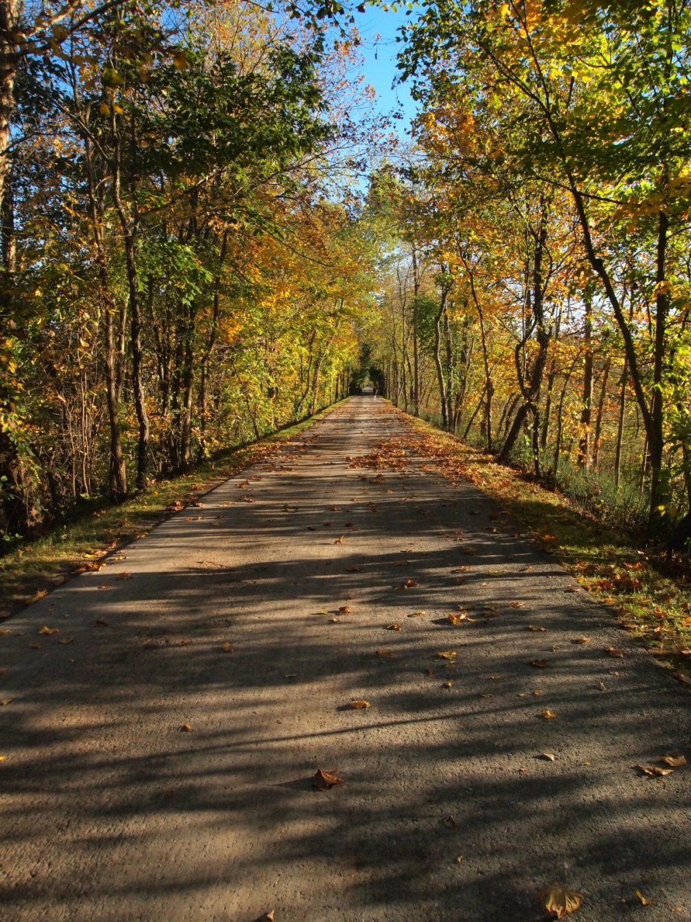 Дорога в парке