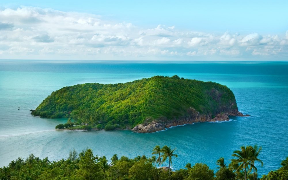 Грин Айлэнд Самоа (Green Island Samoa) роза