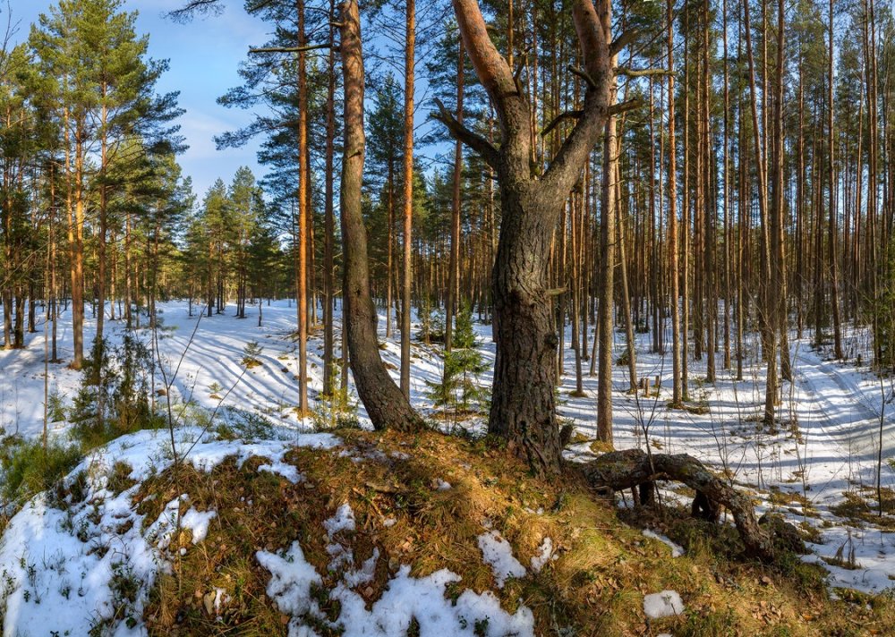 Ранняя Весна в лесу