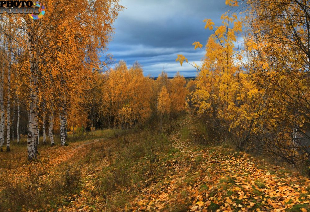 Осенний лес октябрь