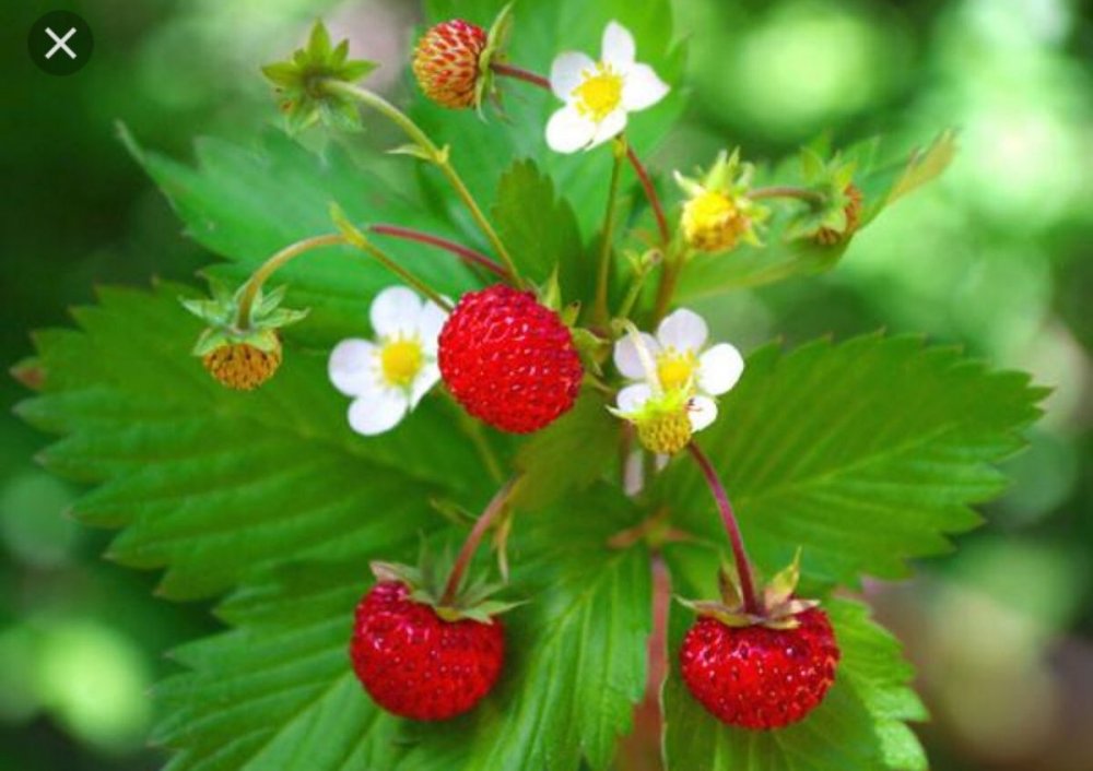 (Aleksandra) Strawberry Fragaria