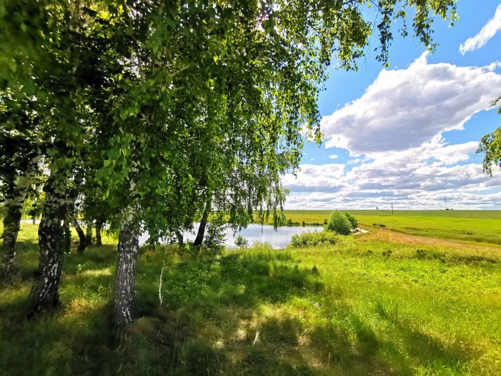 Россия поля березы