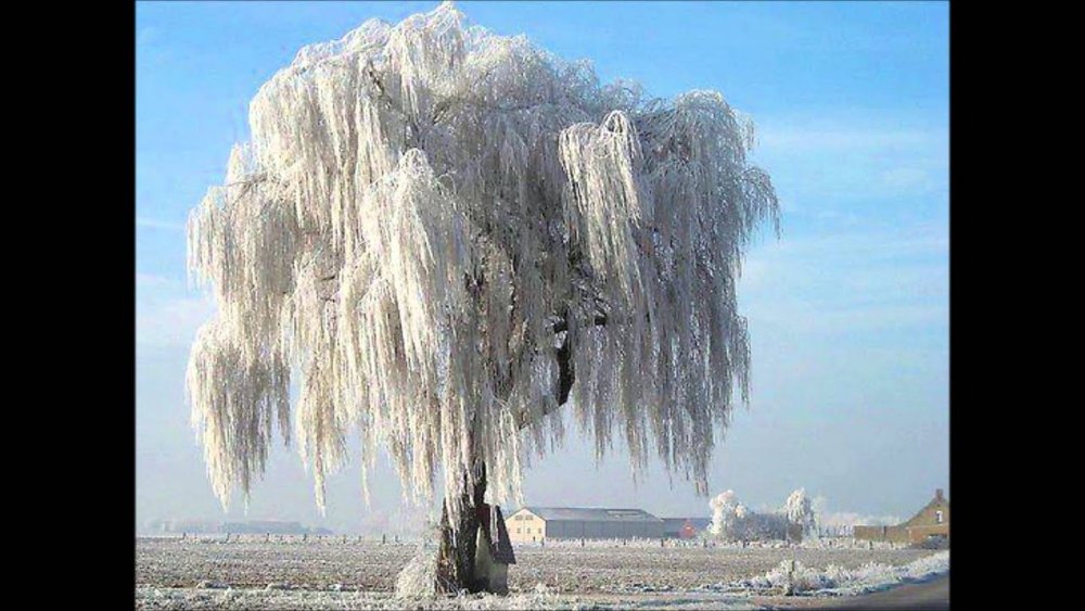 Ива плакучая зимняя