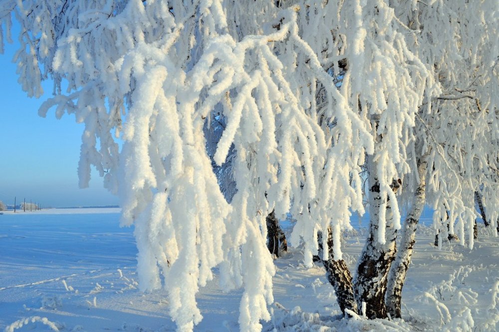 Береза зимой