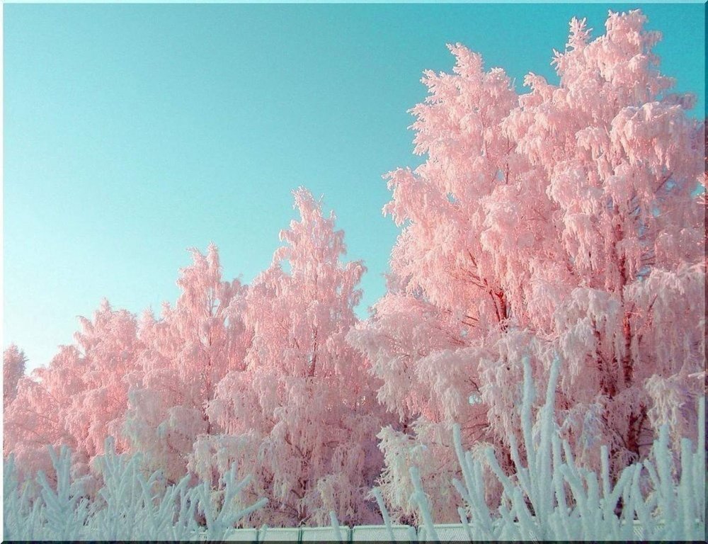 Зимний пейзаж в розовых тонах