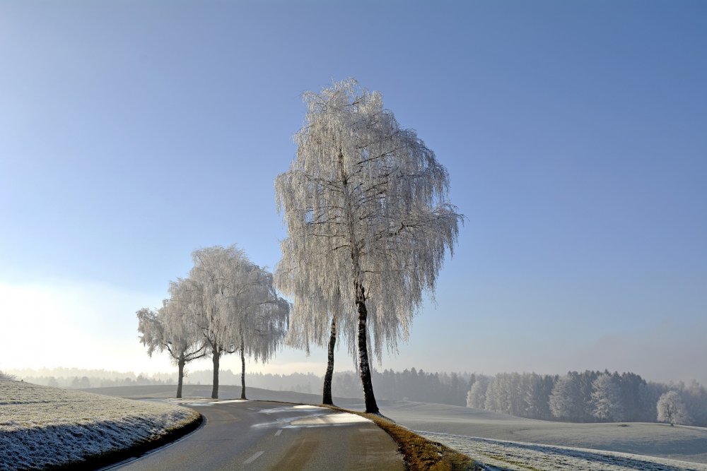 Береза в снегу