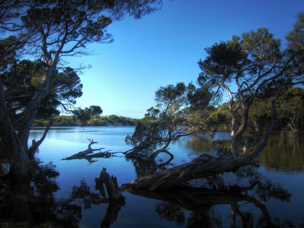 Австралия природа деревья