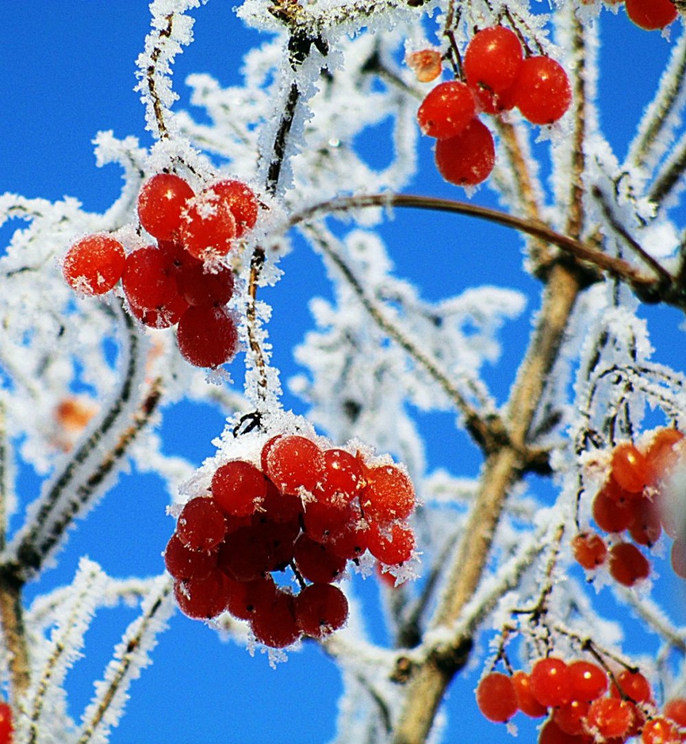 Калина (Viburnum) зимой