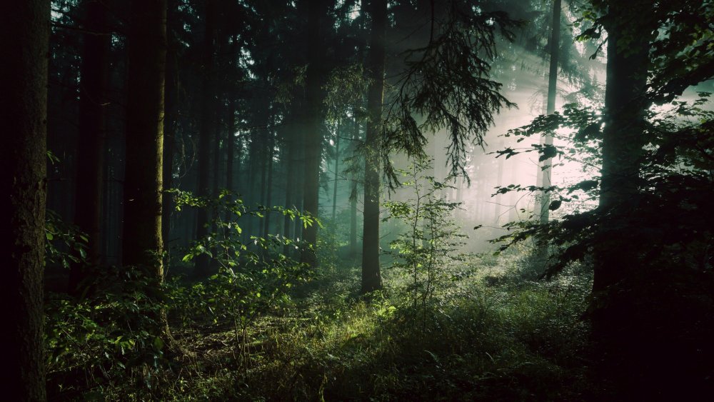Темный лес панорама
