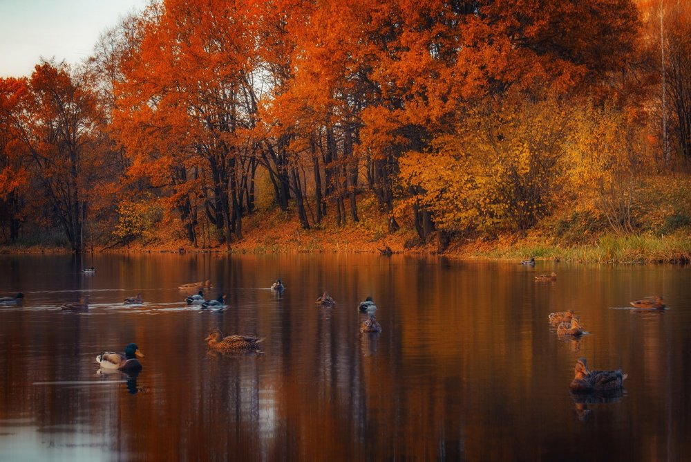 Осеннее Вдохновение