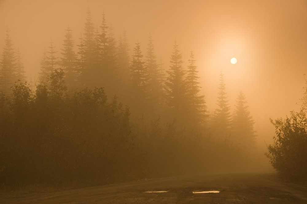 Лес рассвет туман