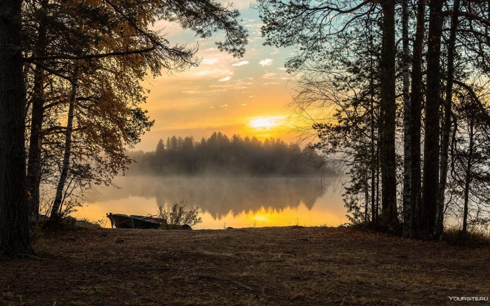 Раннее утро в лесу