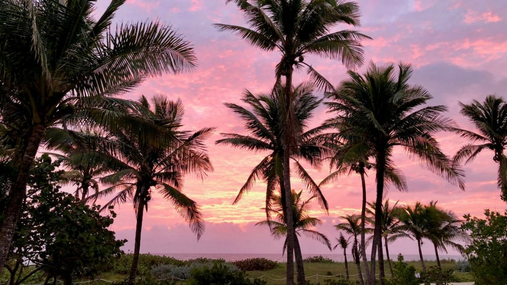 Пальмы Майами море
