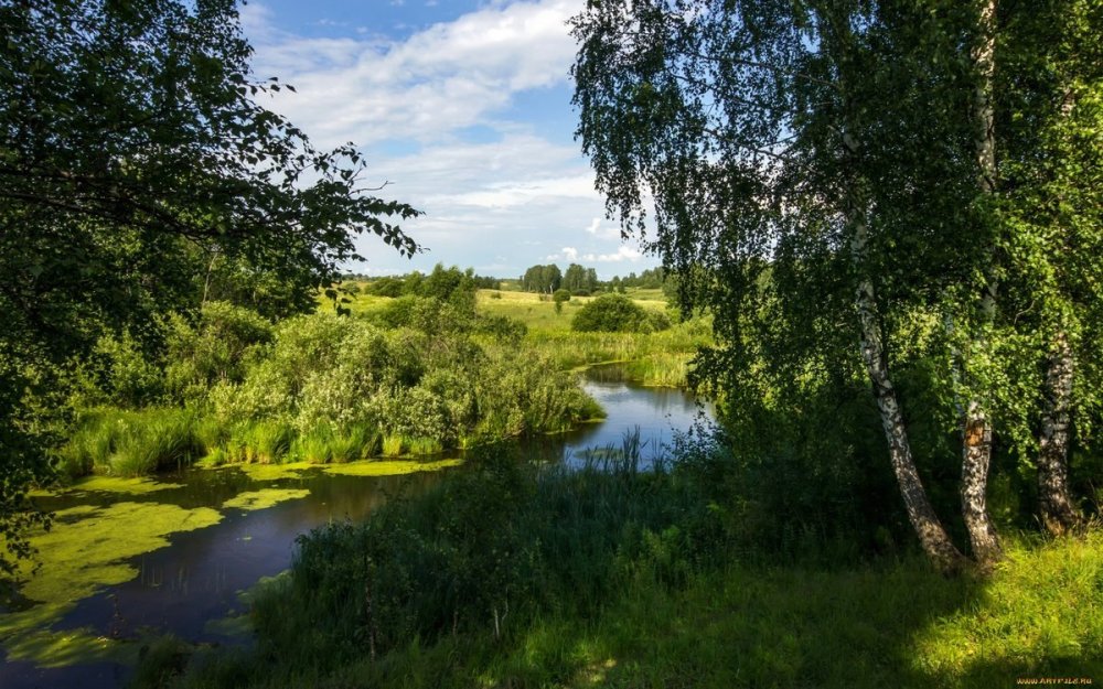 Россия просторы Березки реки