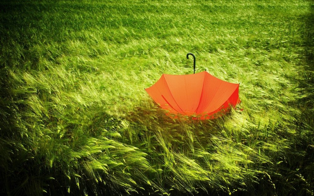 Зонт на траве