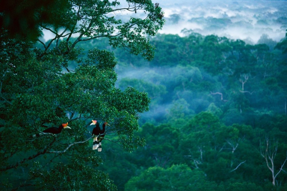 Тропические леса Борнео