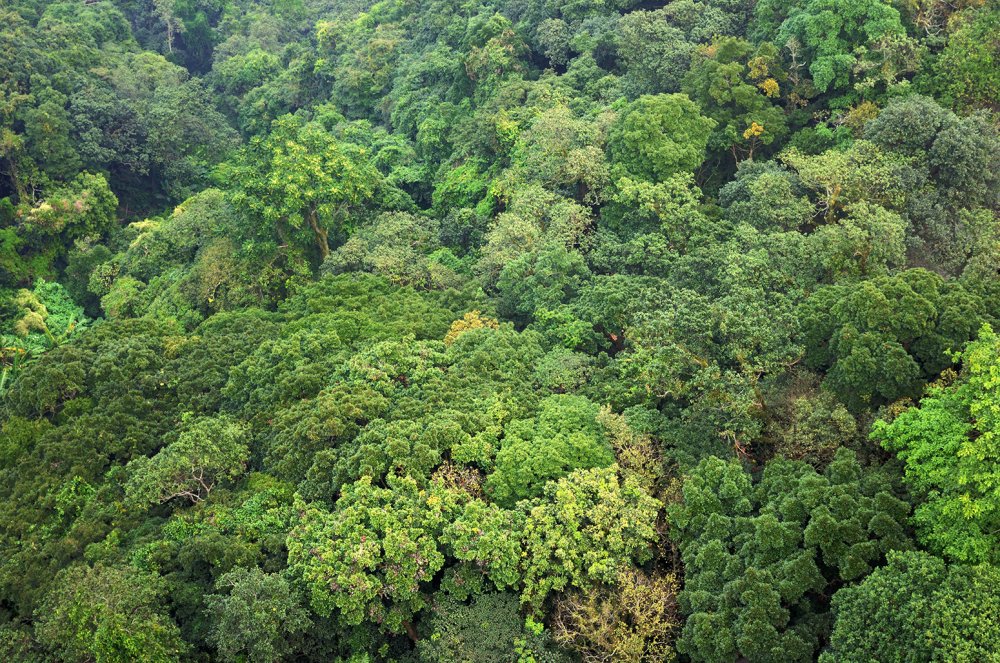 Гватемала природа джунгли