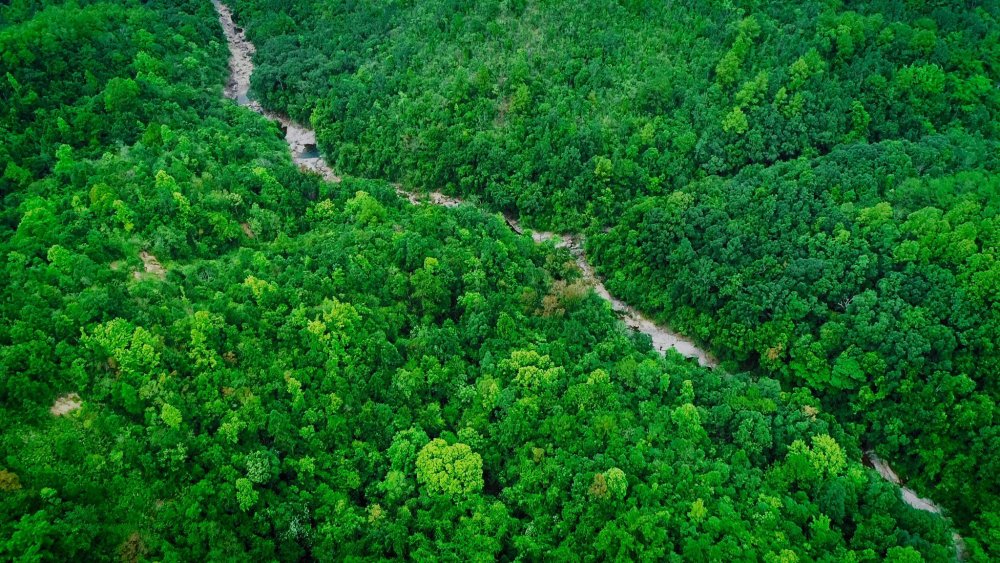 Тропические леса Камеруна