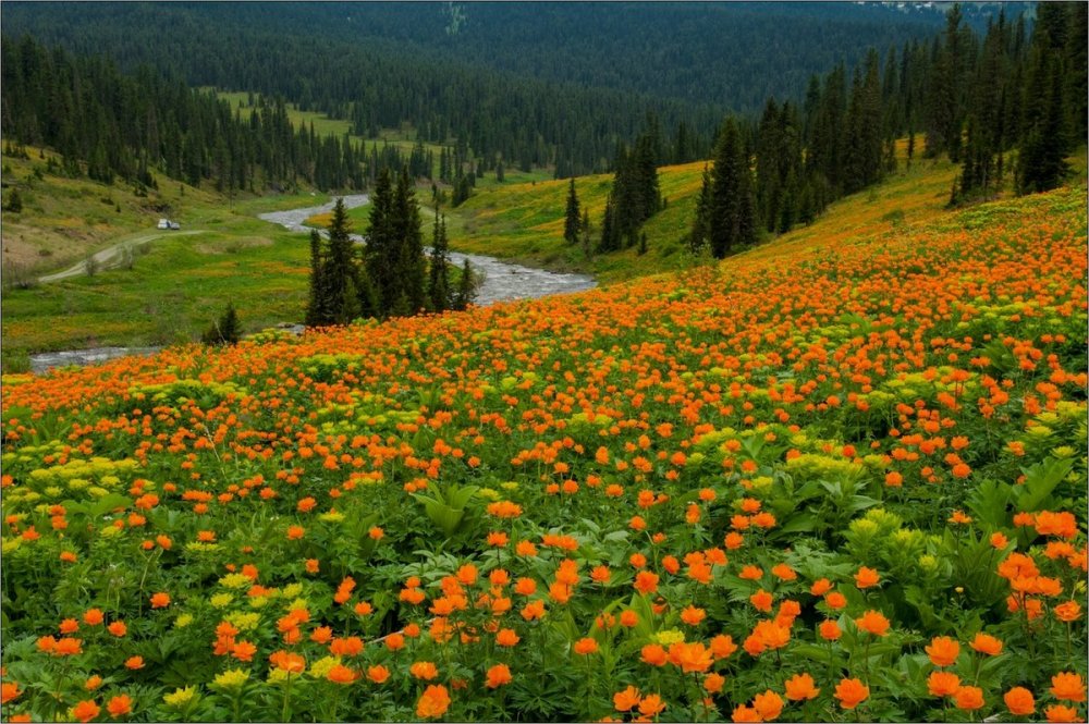 Горный Алтай купальница