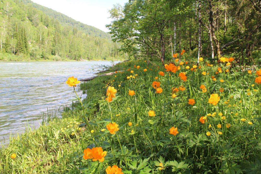 Купальница Алтайская