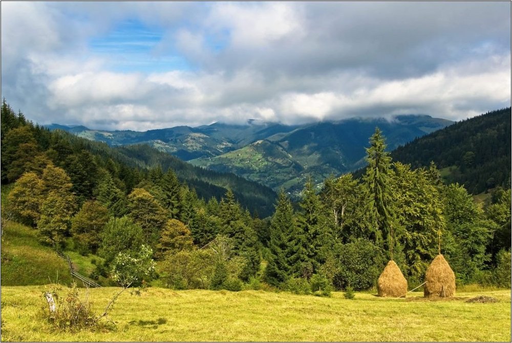 Панорама леса с солнцем