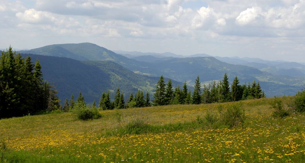 Альпийские Луга Карпаты