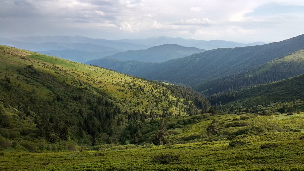 Карпаты Украина холмы туман