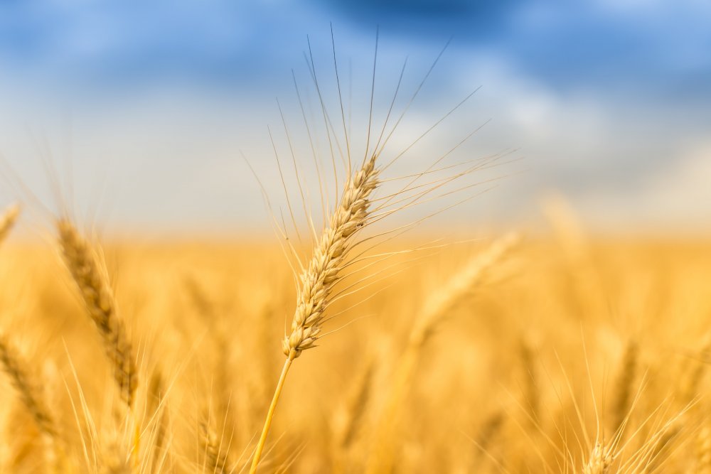 Поле пшеницы